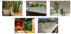 観葉植物でオフィス緑化をするメリットとポイントをご紹介